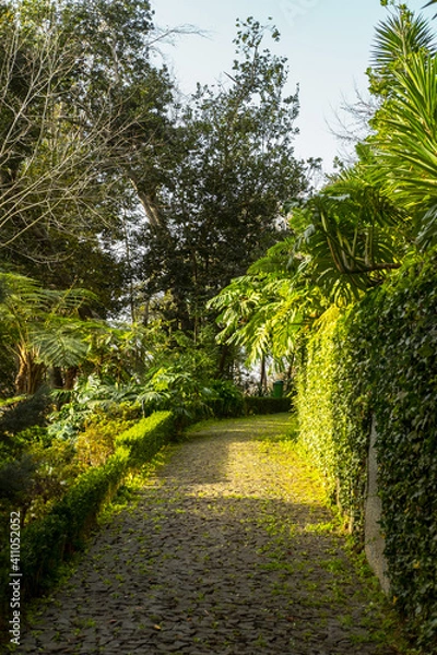 Fototapeta Path in the park. Alee in the park, tropical park, botanical garden. Beautiful day in a botanical garden.