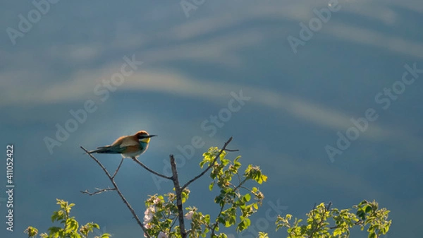 Obraz bird on a tree