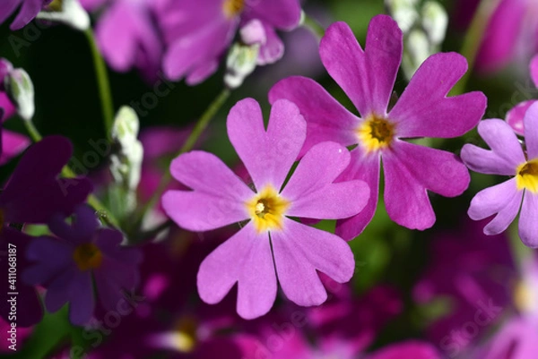 Obraz サクラソウ
