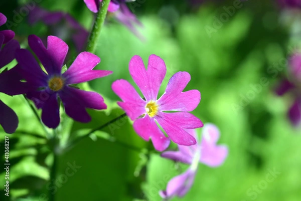 Obraz サクラソウ
