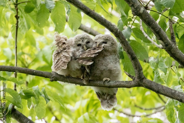 Obraz エゾフクロウの雛