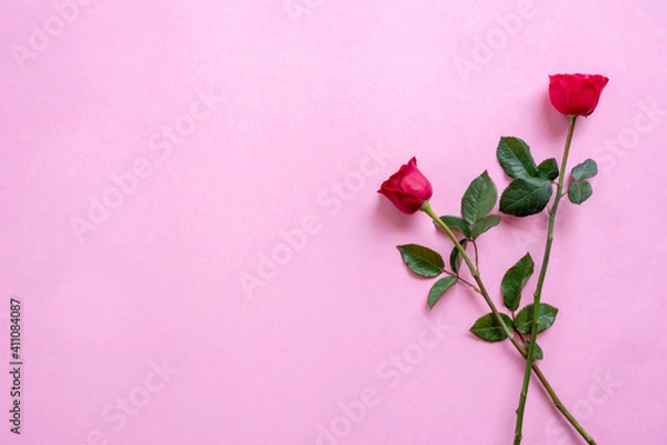 Fototapeta Red Rose Flowers in pink background for valentines day gift