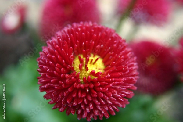 Fototapeta rotes Gänseblümchen
