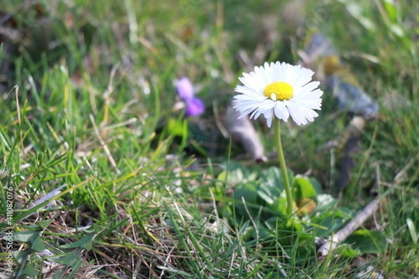 Obraz daisy in the grass