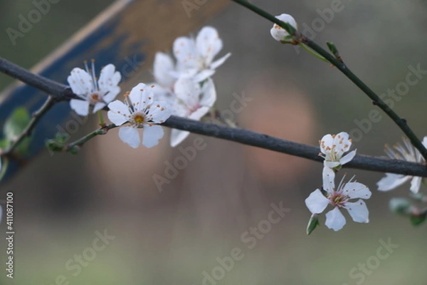 Fototapeta cherry blossom in spring