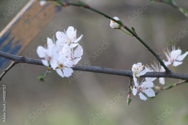 Fototapeta cherry blossom in spring