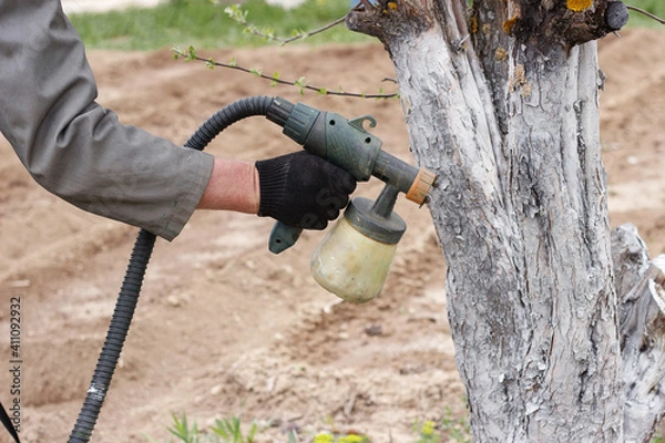 Fototapeta Spring work in the garden. Gardener's hand close up. Whitewashing fruit tree trunks with lime to protect against heat, sun, fungi, diseases and pests. Painting trees with a spray gun.