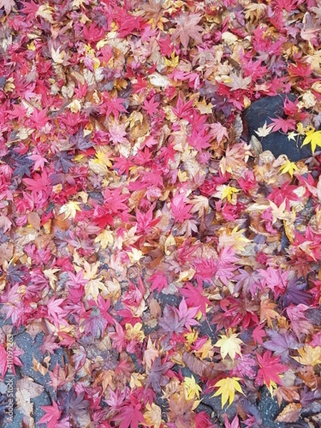 Fototapeta Autumn leaves on a rainy day