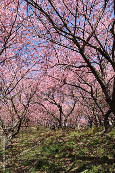Fototapeta 河津桜の風景