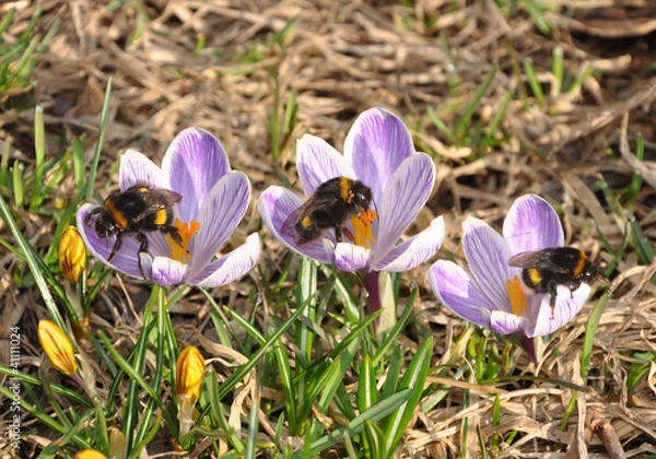 Fototapeta bumblebee  on crocuses