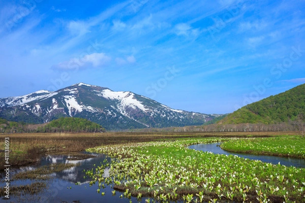 Fototapeta 尾瀬　ミズバショウ咲く尾瀬ヶ原