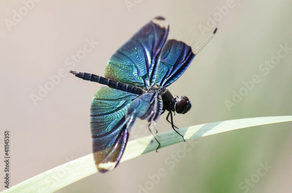 Fototapeta Colorful dragonfly rest on a leaf on a blurry background