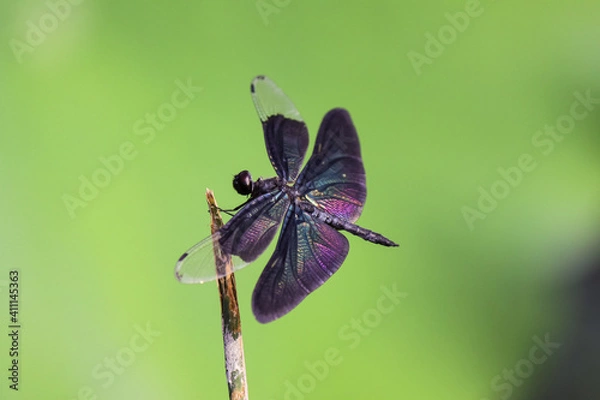Fototapeta Colorful dragonfly rest on a stalk on a blurry green background