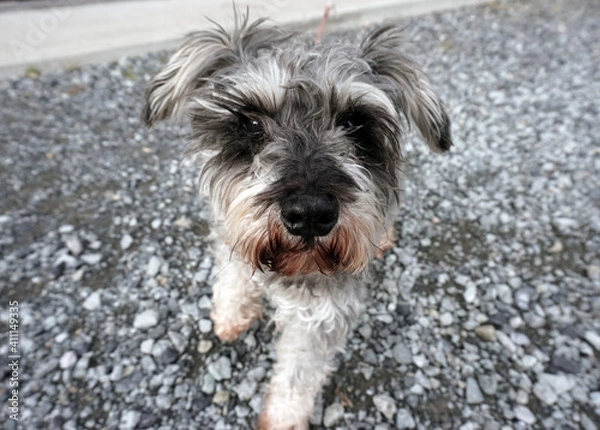 Obraz 僕も犬です