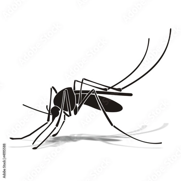 Obraz Mosquito