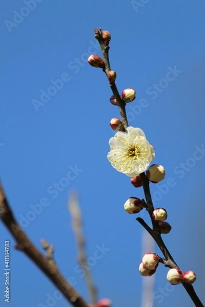 Obraz 青空に咲く梅の花