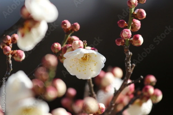 Obraz 梅の花（白）