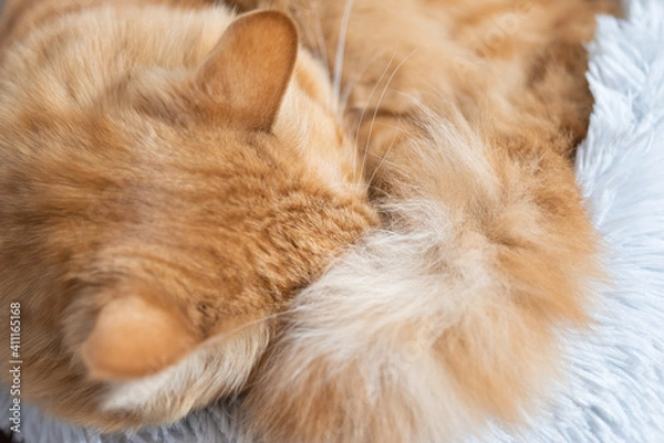 Obraz 眠る猫　茶トラ猫