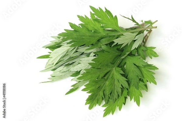 Fototapeta ヨモギ