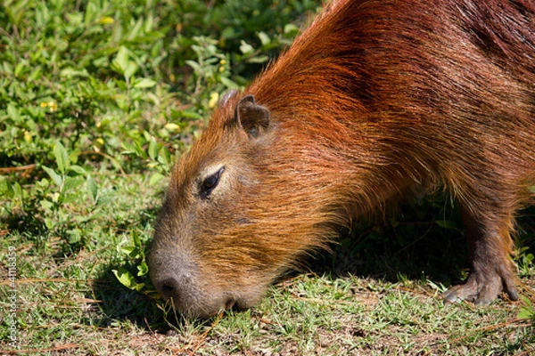 Fototapeta Capivara