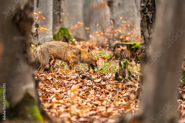 Fototapeta Fox, vulpes vulpes, in the forest. 