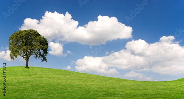 Obraz Baum auf Wiese