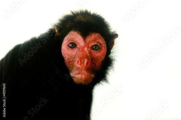 Obraz Red Faced Black Spider Monkey