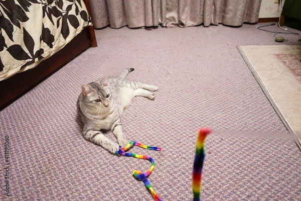 Fototapeta ひもで遊ぶエジプシャンマウ