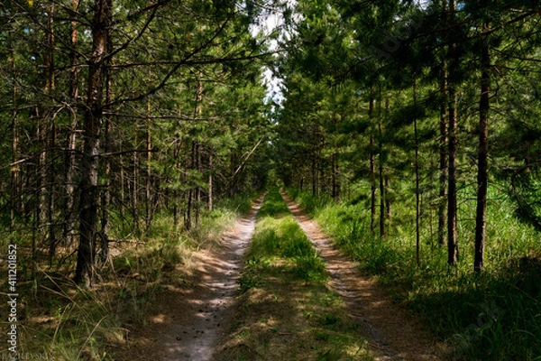 Fototapeta path in the forest