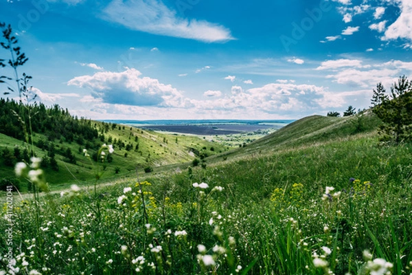 Obraz meadow with flowers