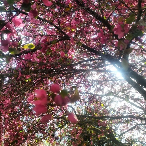 Obraz pink cherry blossom