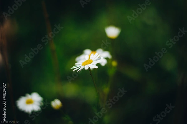 Obraz daisy flower