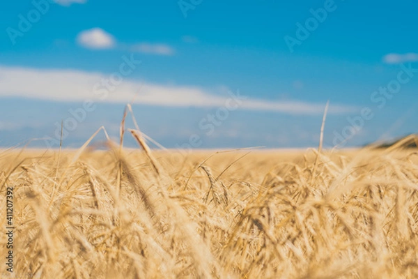 Obraz golden wheat field