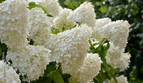 Fototapeta Luxurious huge white and cream-colored  hydrangea paniculata Limelight in the garden close-up.