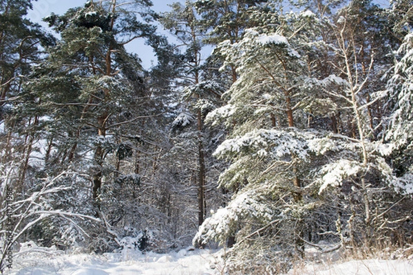 Fototapeta Winter Snowy Forest.