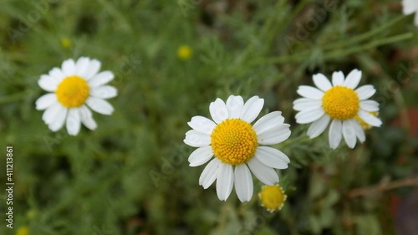 Obraz Tree Beautiful Daisies