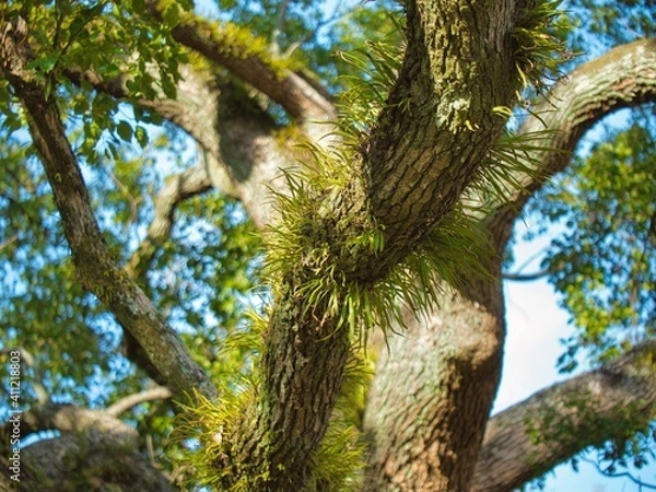 Fototapeta 大木の木の枝に生えた草