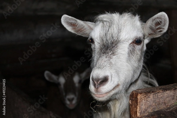 Fototapeta goat on the farm