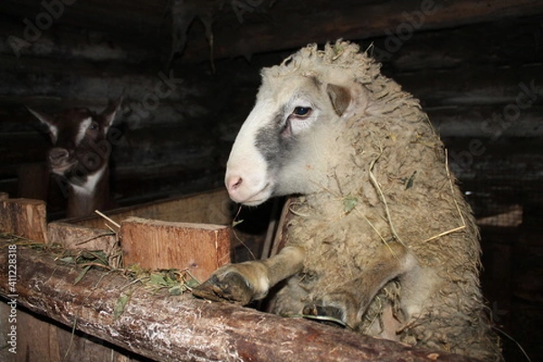 Obraz sheep in a farm
