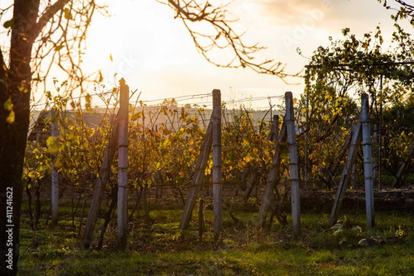 Obraz Sunset over vine