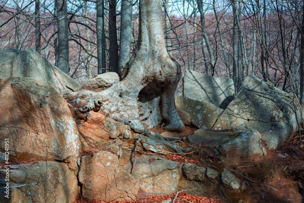 Obraz árbol en el bosque