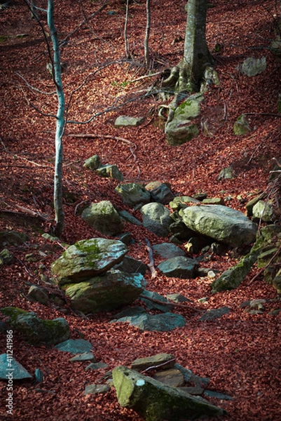Obraz piedras en el bosque