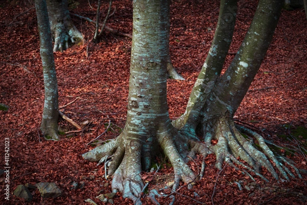 Fototapeta arboles en el bosque