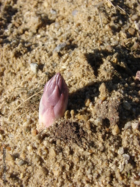 Fototapeta asperges7