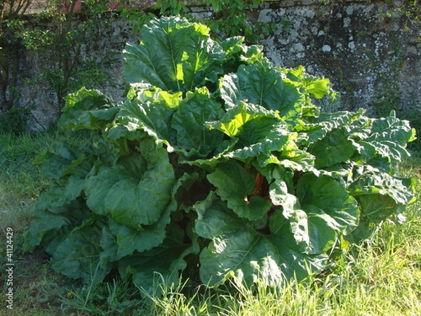 Fototapeta rhubarbe26
