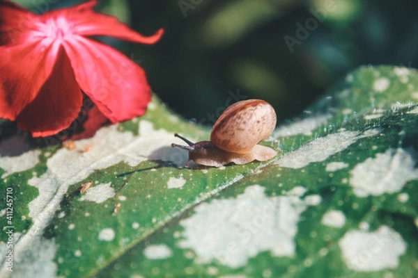 Obraz snail in the flowers