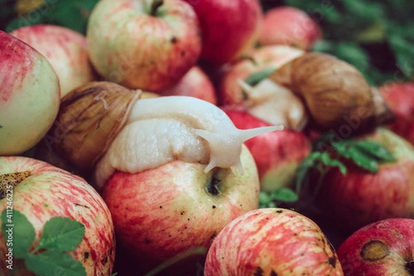 Obraz snail in the flowers