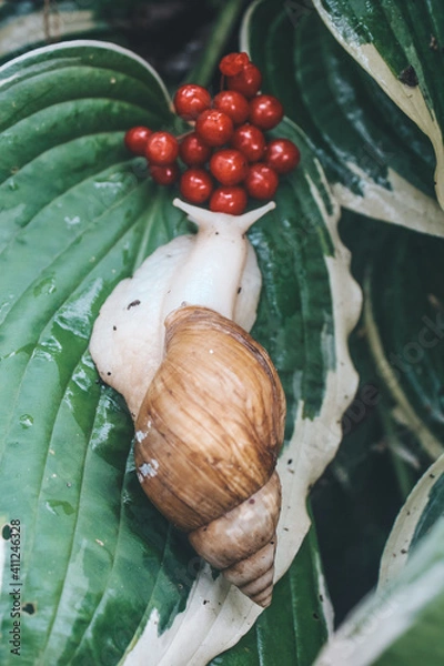 Obraz snail in the flowers