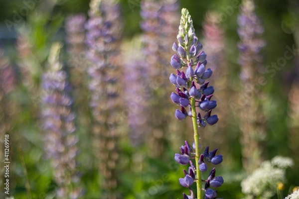 Fototapeta Blue-purple lupine flower on a soft blurred background of tall blooming lupines. Sunny summer day