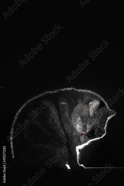 Fototapeta British shorthair tabby cat is washed on a black background. Backlit portrait of a pet. Cleanliness, hygiene, washing procedures, funny animals concept.